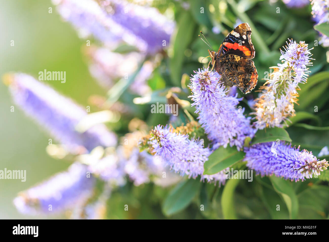 Red Admiral butterfly, Vanessa atalanta, feeding nectar on a purple flower in a bush. Stock Photo