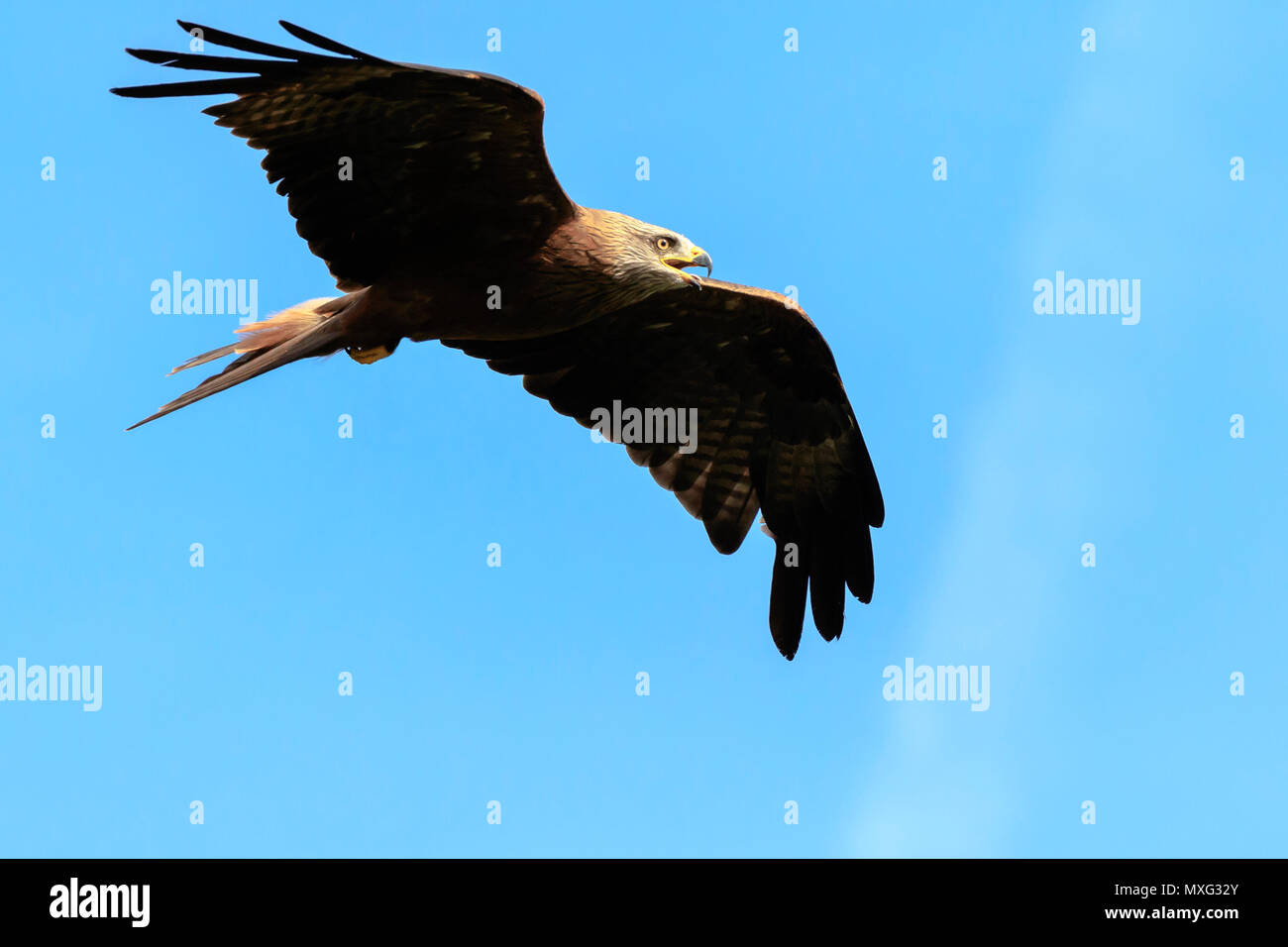 Black kite Milvus migrans predatory bird in flight, hunting on a sunny day. Stock Photo