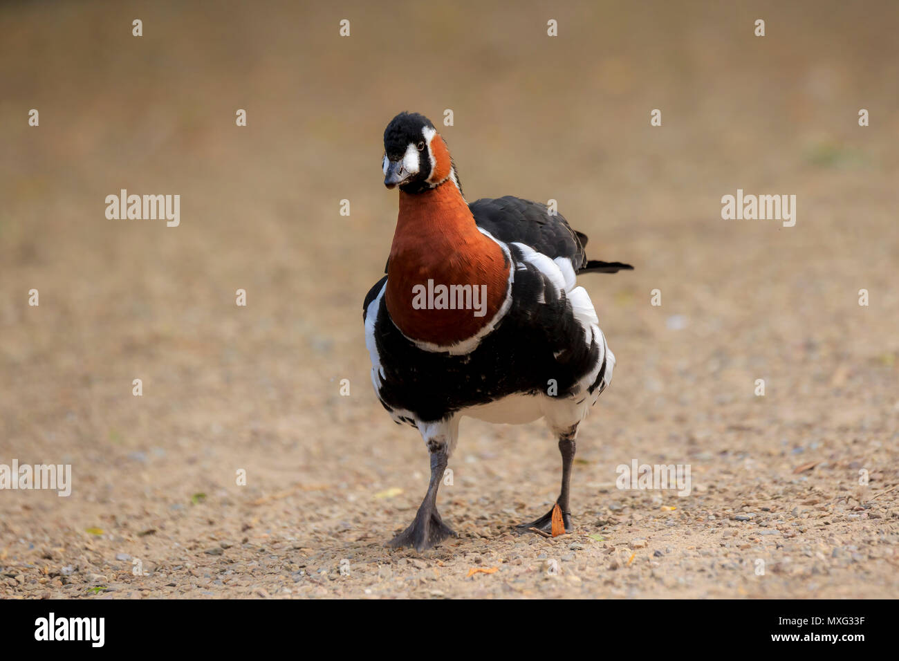 Close up portrait of a Red-breasted goose (Branta ruficollis) walking funny on dirt. Stock Photo