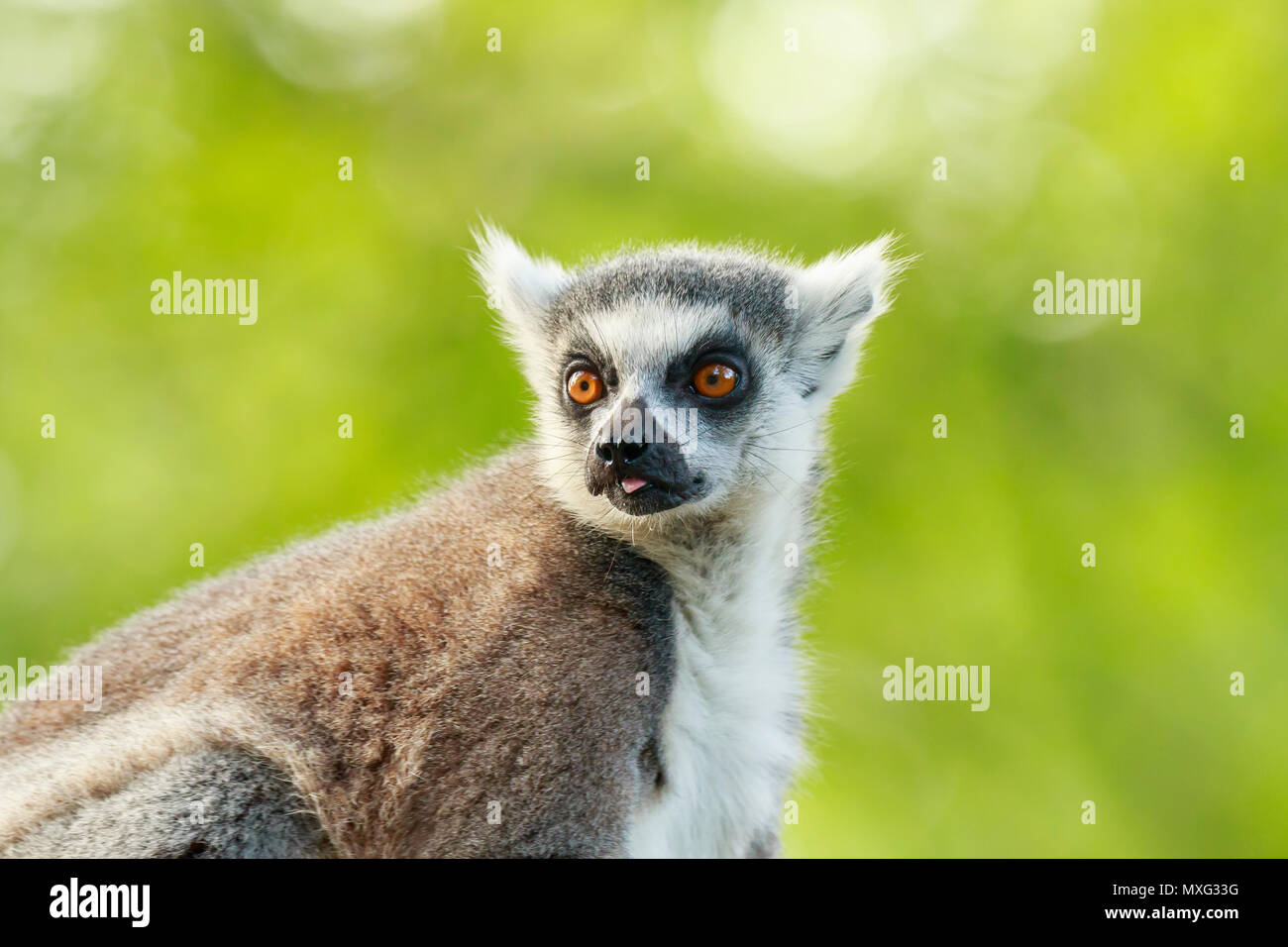 Closeup portrait of a ring-tailed lemur (Lemur catta) perched in a tree in a forest. These primates are native to the island Madagascar. Stock Photo