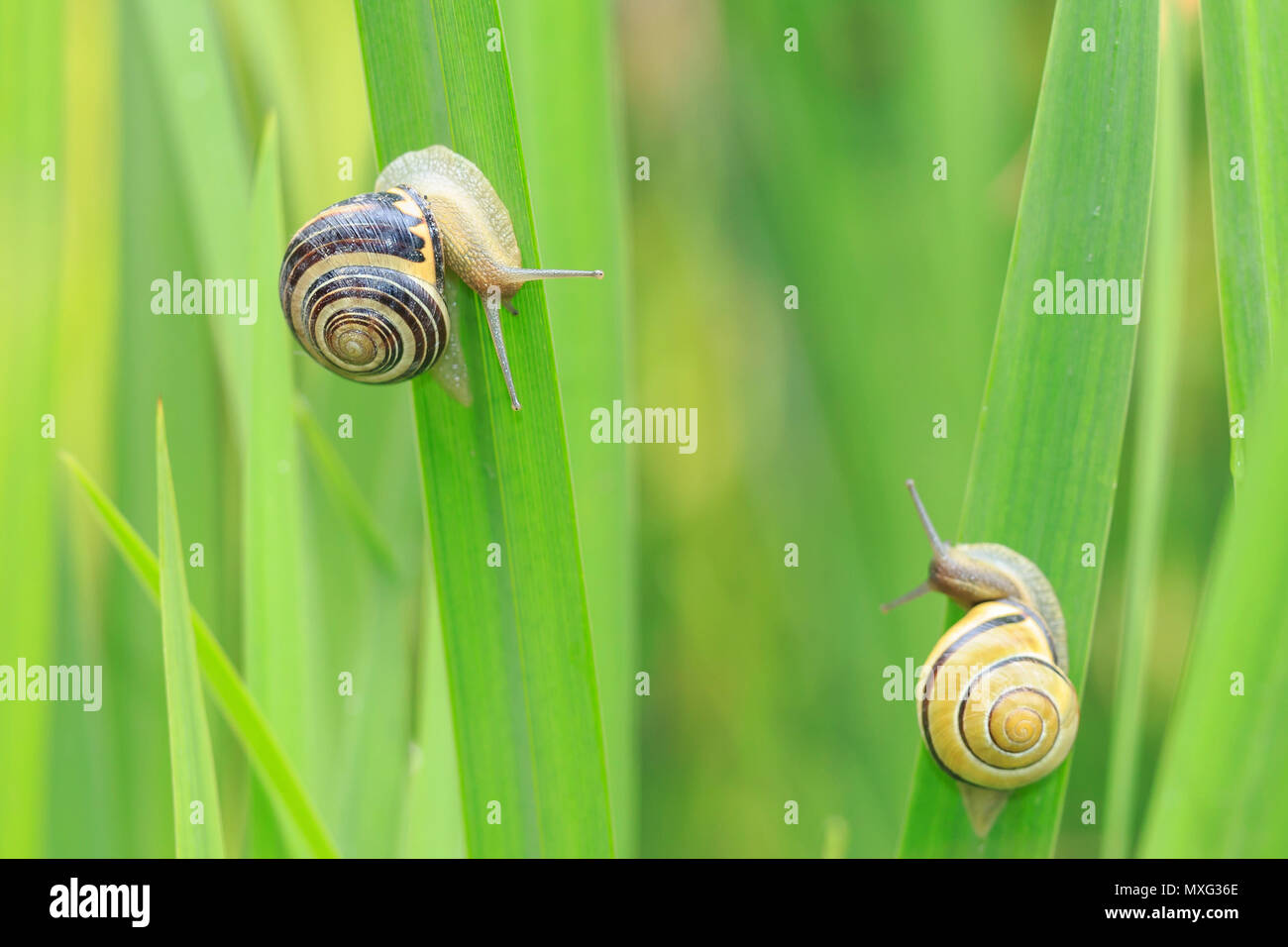 Two snails mating hires stock photography and images Alamy
