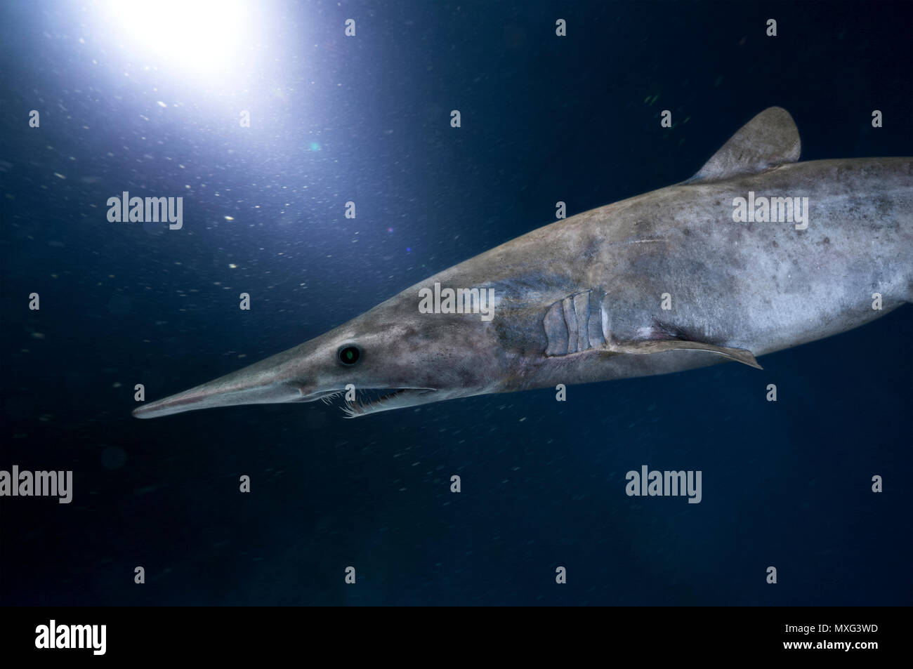 Rare fish in the deep sea Rare fish in the deep sea