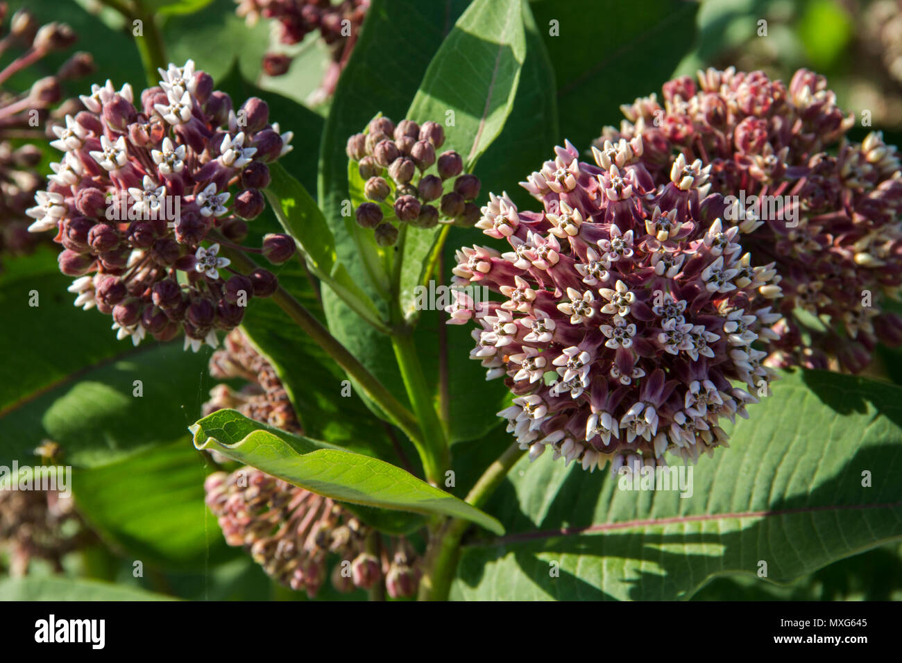 Common Milkweed Stock Photo - Alamy