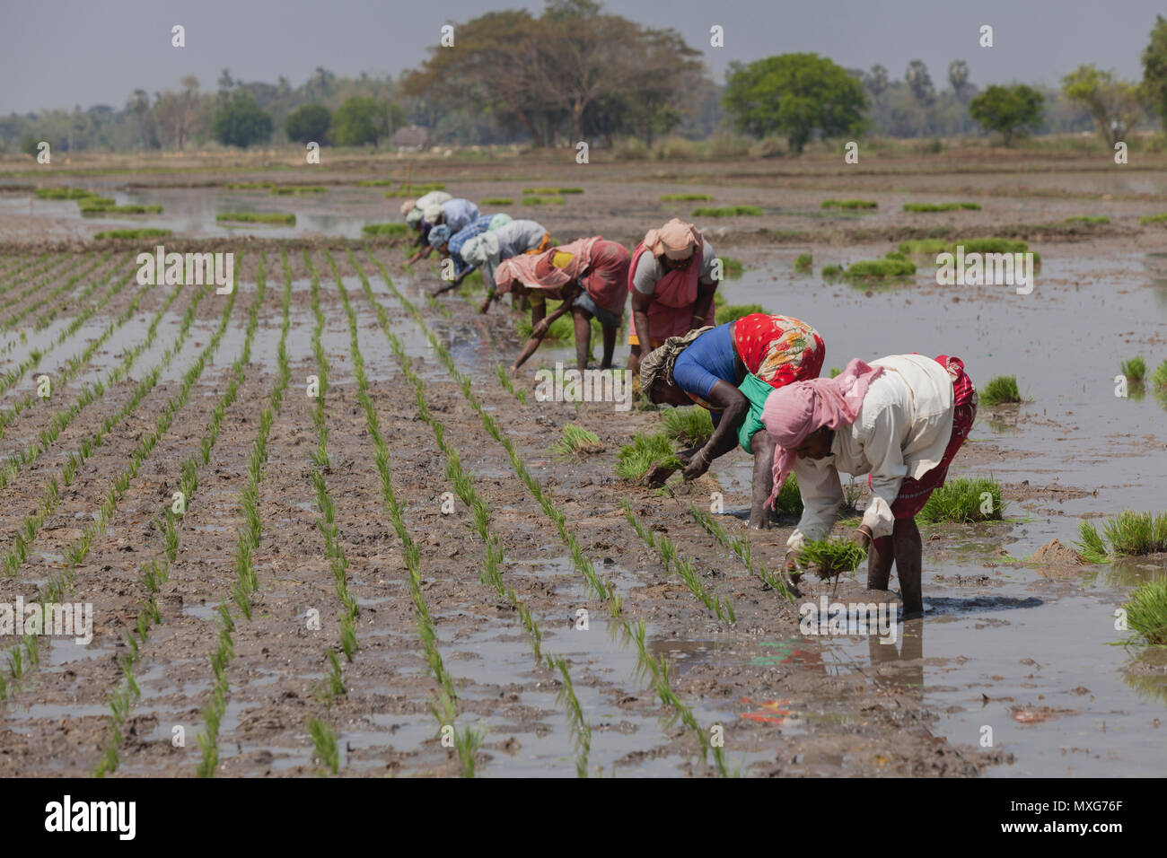 Rice Fields Of Tamil Nadu High Resolution Stock Photography and Images ...