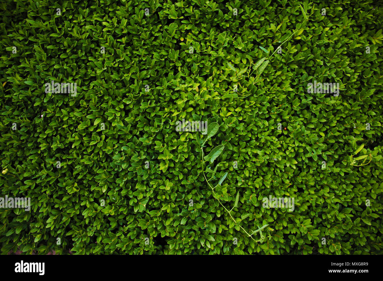 Green beautiful wallpaper of plant close up photo Stock Photo - Alamy