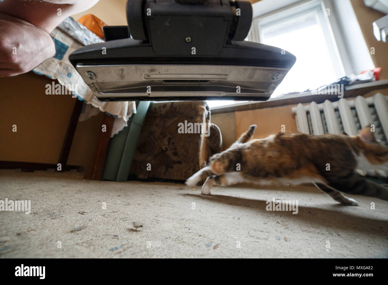 Scared cat crossing from vacuum during cleaning of the apartment. View