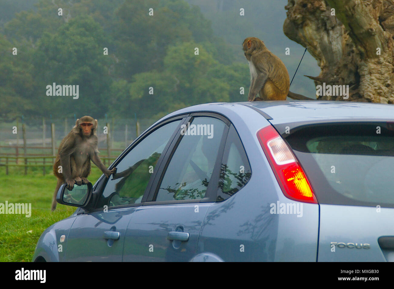 Monkeys on vehicle hi-res stock photography and images - Alamy