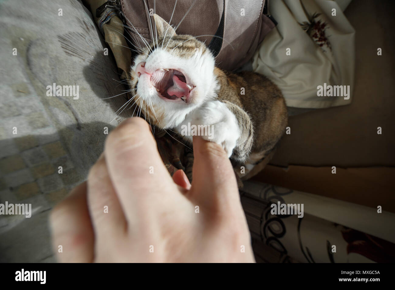 Beautiful ginger angry cat playing with woman hand and biting her with