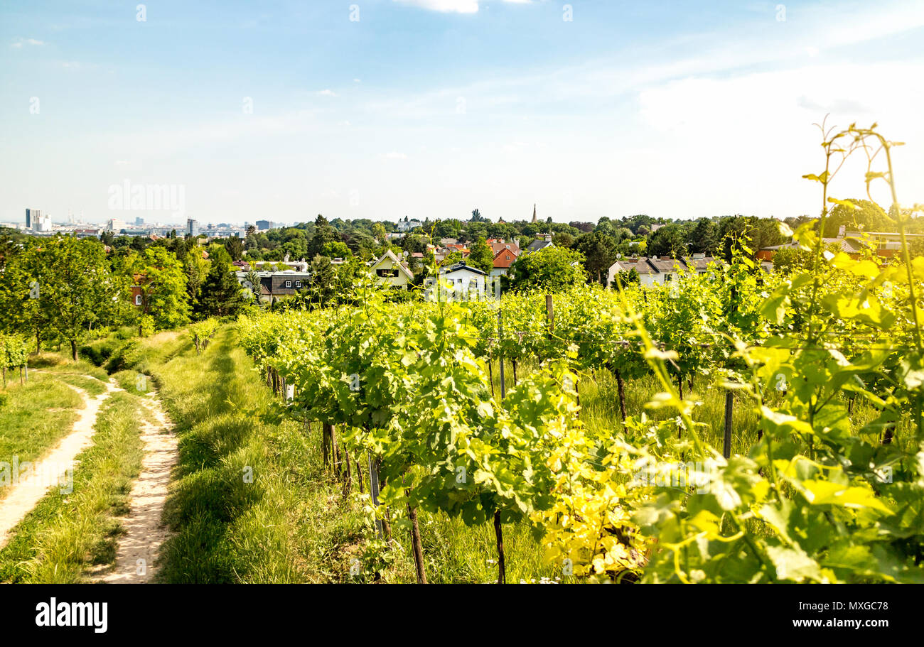 Vineyards Vienna Austria Stock Photos & Vineyards Vienna Austria Stock