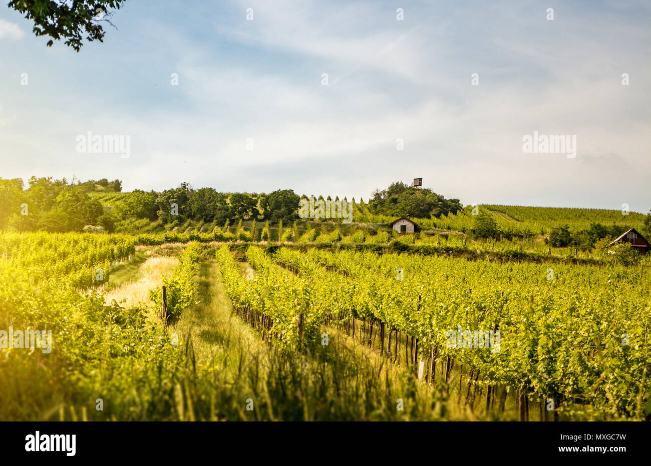 Vineyards of the city of Vienna Stock Photo Alamy