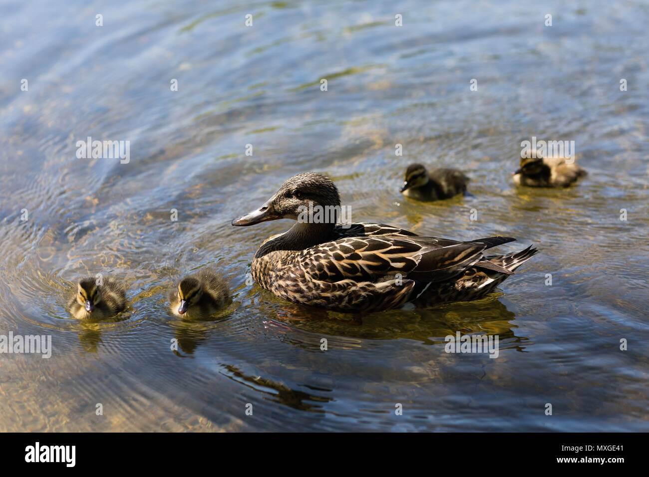 Mother duck with ducklings Stock Photo