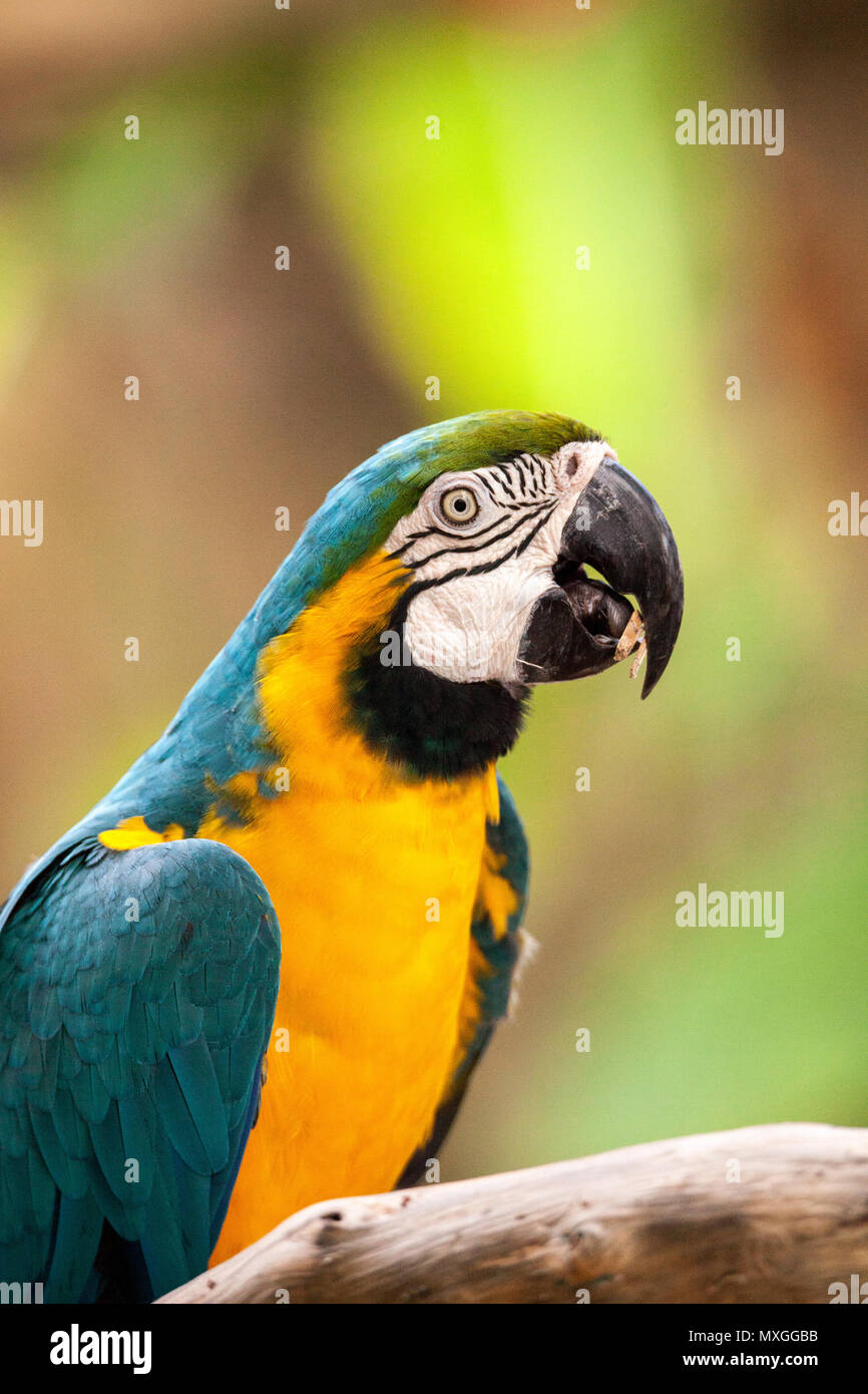 Blue and gold macaw bird Ara ararauna perches in captivity in Florida ...