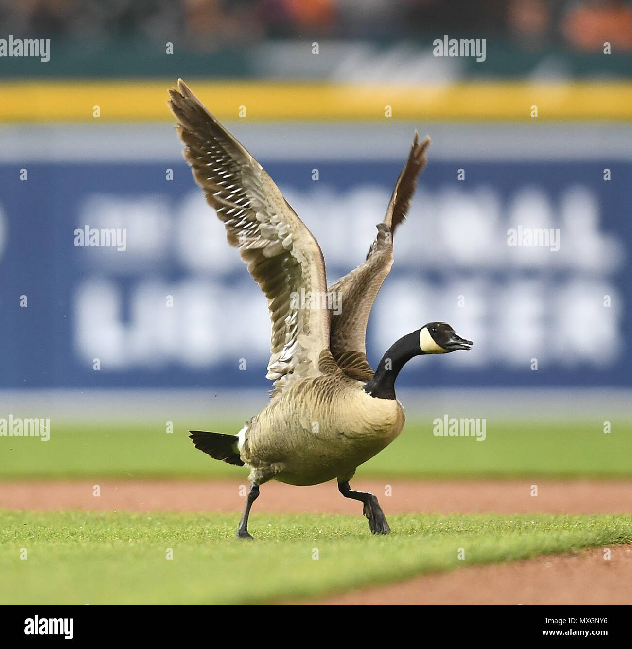 Ducks (and Angels) fly together! - Los Angeles Angels