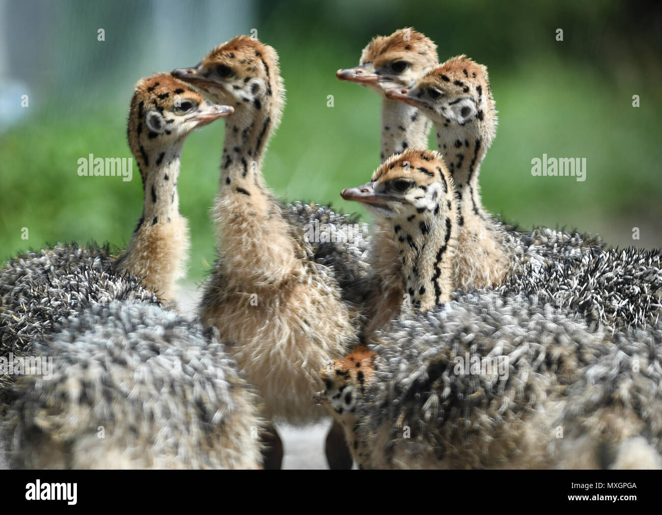 04 June 2018, Germany, Freiburg: Ostrich Chicks Walking Over A Path In 