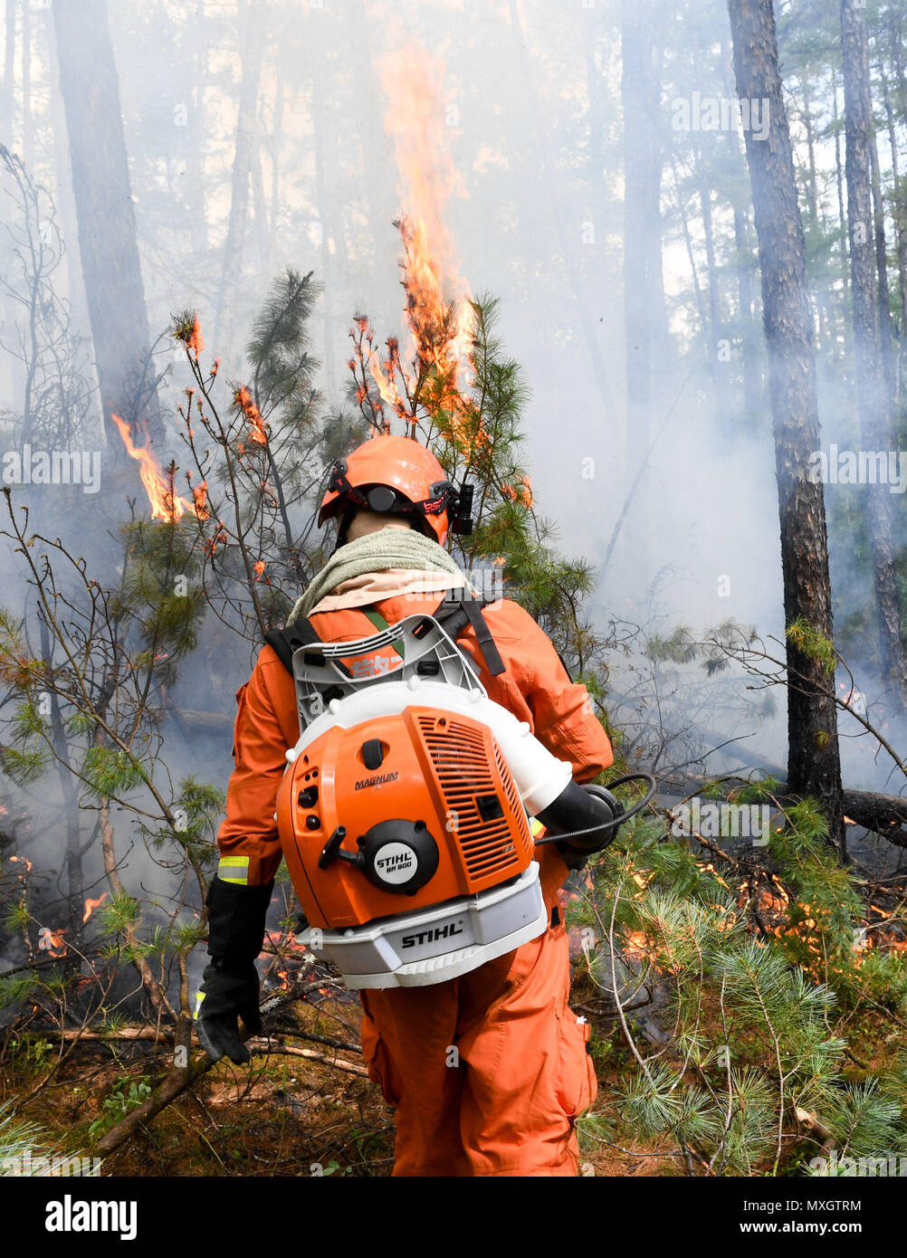 Genhe. 4th June, 2018. A firefighter extinguishes fire at a fire site in the Hanma National Nature Reserve of north China's Inner Mongolia Autonomous Region, June 4, 2018. A forest fire that broke out in Inner Mongolia Autonomous Region has spread to neighboring Heilongjiang Province, local fire authorities said Monday. More than 3,600 firefighters, forest police and items of large fire fighting equipment have been mobilized. Credit: Liu Lei/Xinhua/Alamy Live News Stock Photo