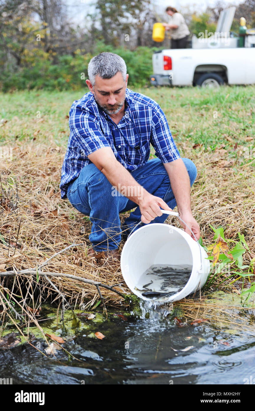 Keith Donaldson, the natural resources manager with the 509th Civil Engineer Squadron, releases large-mouth bass fingerlings into a lake on Whiteman Air Force Base, Mo., Nov. 2, 2016. Donaldson, along with personnel from the U.S. Fish and Wildlife Service from the Federal Hatchery in Genoa, Wis., restocked all base lakes to help create a healthy, sustainable fishery for Whiteman families to enjoy. This is the first recorded stock on base lakes in 10 years. (U.S. Air Force photo by Tech. Sgt. Miguel Lara III) Stock Photo