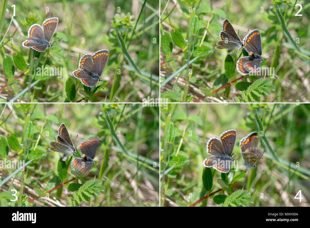 Mating sequence of brown argus (Aricia agestis) butterflies. Rapid series of shots of butterflies copulating in the family Lycaenidae, from arrival Stock Photo