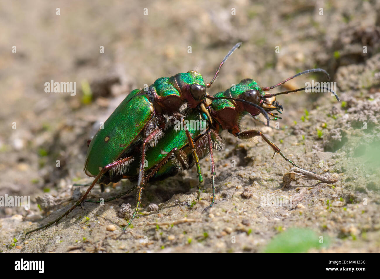 Green tiger beetles (Cicindela campestris) mating. Insects in the family Carabidae in cop, showing metallic colouring and impressive mandibles Stock Photo