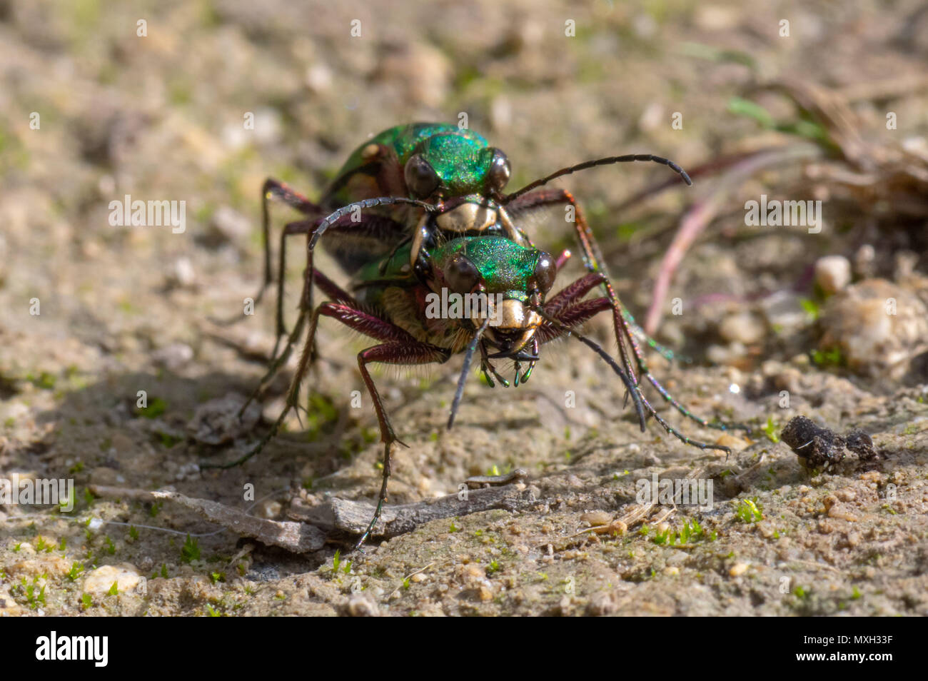 Green tiger beetles (Cicindela campestris) mating. Insects in the family Carabidae in cop, showing metallic colouring and impressive mandibles Stock Photo
