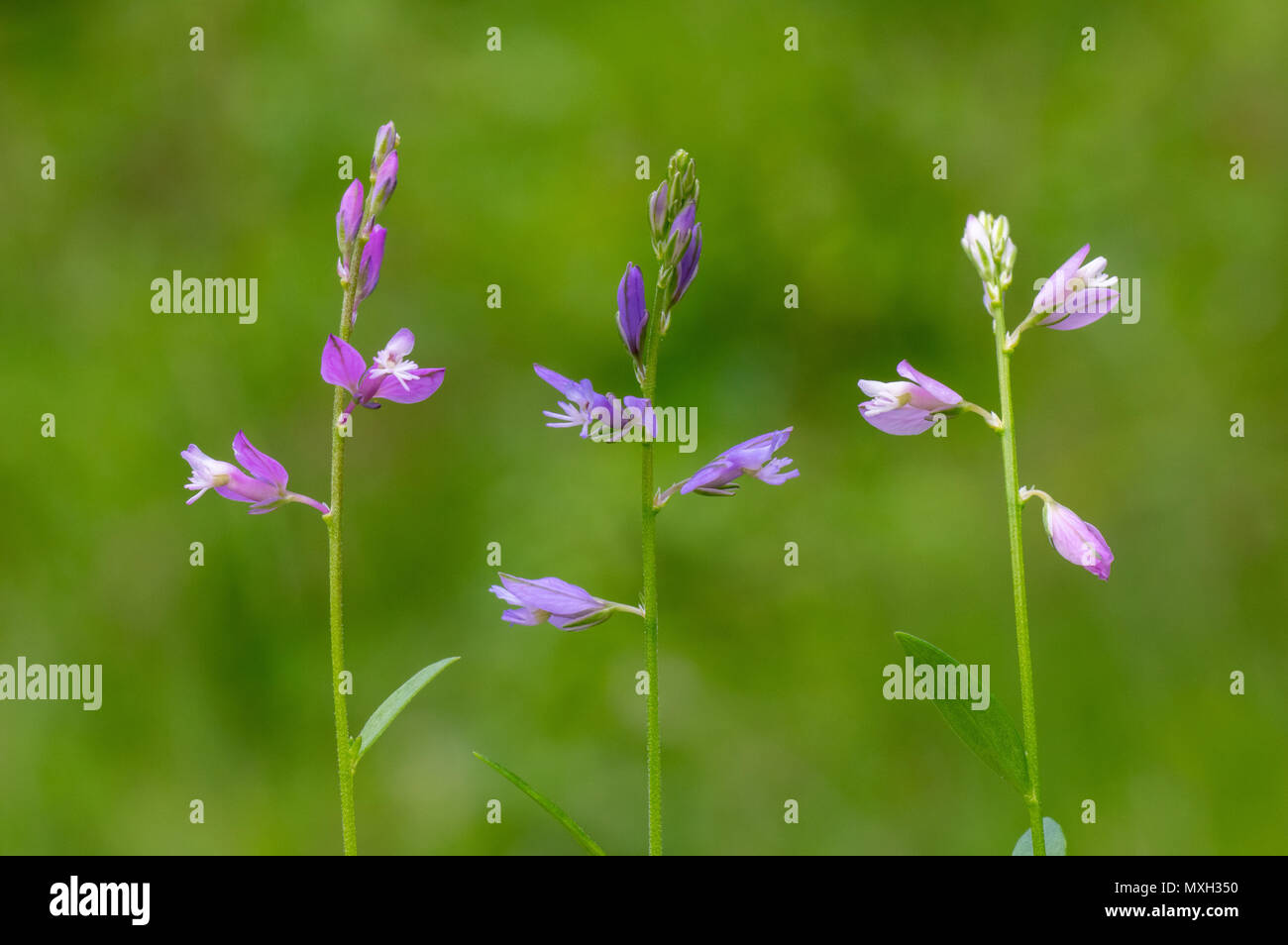 Common milkwort (Polygala vulgaris) colour forms. Variations of flowers of plant in the family Polygalaceae, a typical species of calcareous grassland Stock Photo