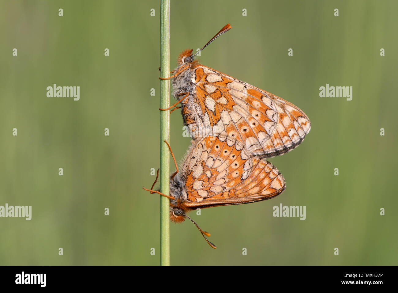 Marsh fritillaries (Euphydryas aurinia) in cop. Two of Britain's most threatened butterflies mating, on grassland in Wiltshire Stock Photo