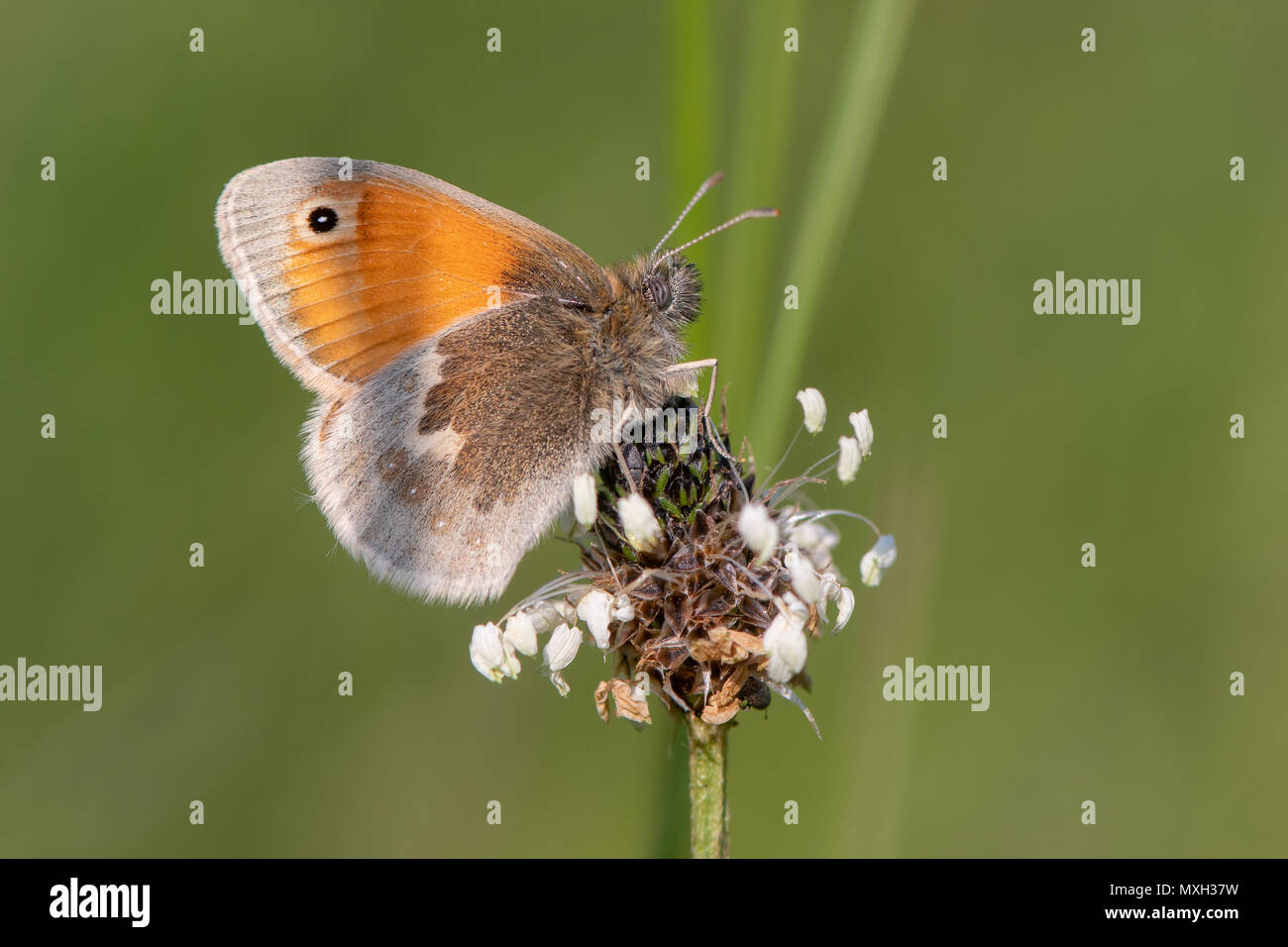Small heath butterfly (Coenonympha pamphilus) on plantain. Small grassland butterfly in the family Nymphalidae nectaring in Wiltshire, UK Stock Photo