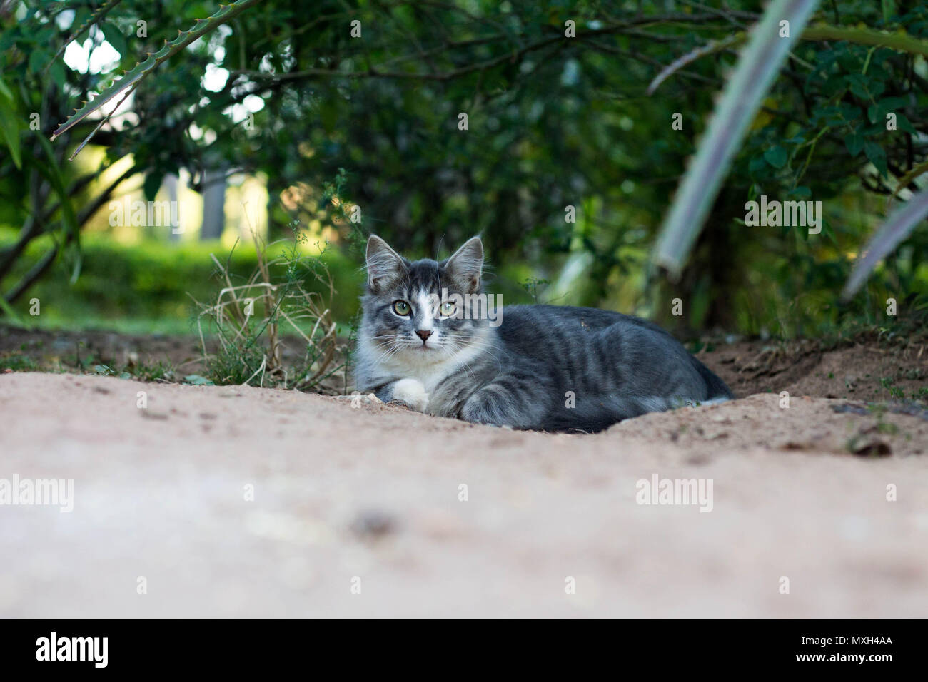 Light grey cat outside in my garden, South Africa Stock Photo