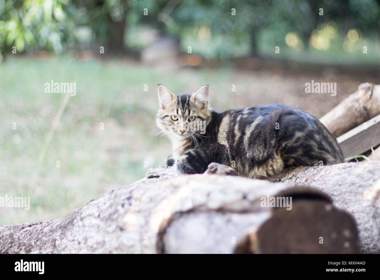 Light grey cat outside in my garden, South Africa Stock Photo