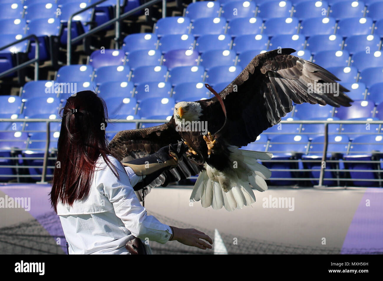 Challenger the Eagle Soars with Action Cam at Philly Eagles Game