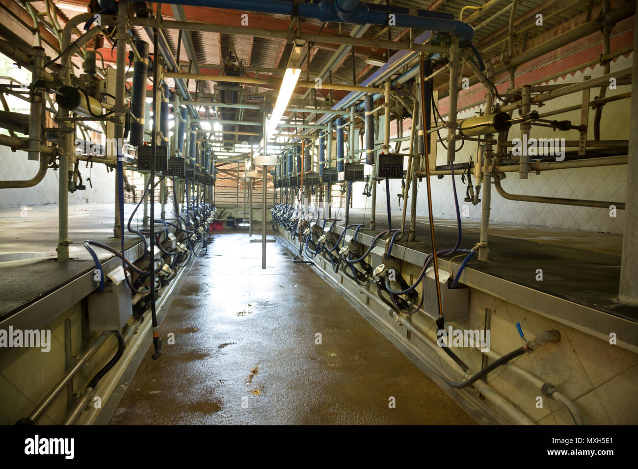 Modern milking farm equipment Stock Photo