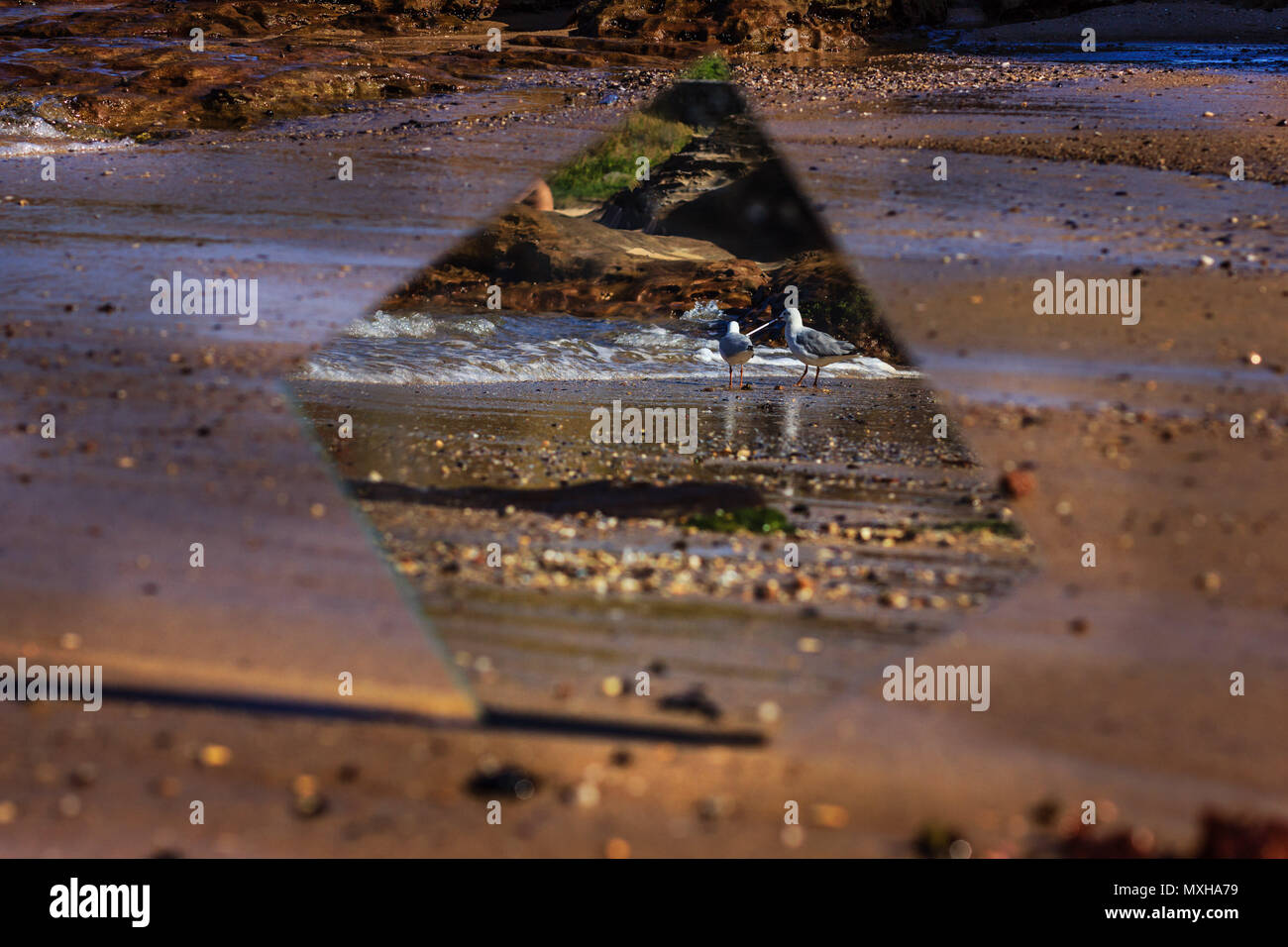 Double Take. Two seagulls on the beach at the waters edge scavenging captured by a mirror reflection. Stock Photo
