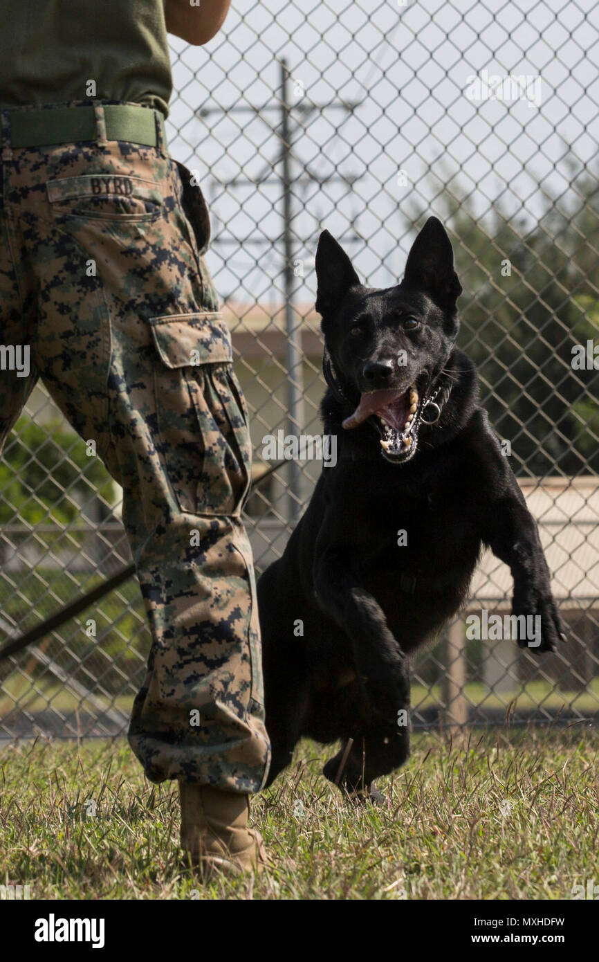 Dak, a U.S. Marine Corps Military Working Dog (MWD) assigned to the Provost Marshall’s Office, K9 Section, Marine Corps Base, Camp Smedley D. Butler, jumps toward U.S. Marine Lance Cpl. Matthew Byrd, dog handler, Provost Marshall’s Office, K9 Section, Marine Corps Base, Camp Smedley D. Butler, as he decoys as an aggressor during training aboard Kadena Air Force Base, Okinawa, Japan, Nov. 4, 2016. MWD’s are trained to subdue or intimidate suspects before having to use lethal force, they are also used for detecting explosives, narcotics, and other harmful materials. (U.S. Marine Corps photo by M Stock Photo