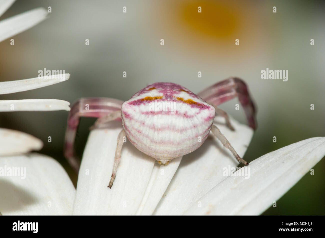 crab spider, Thomisus onustus, on a daisy flower Stock Photo