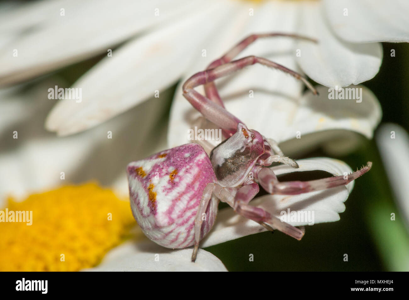 crab spider, Thomisus onustus, on a daisy flower Stock Photo