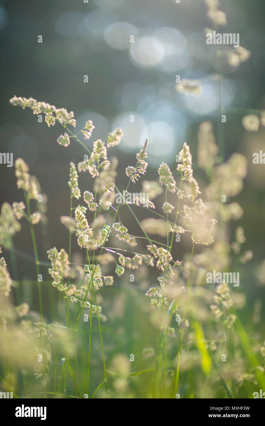 Backlit haze of summer grasses growing in a field Stock Photo Alamy