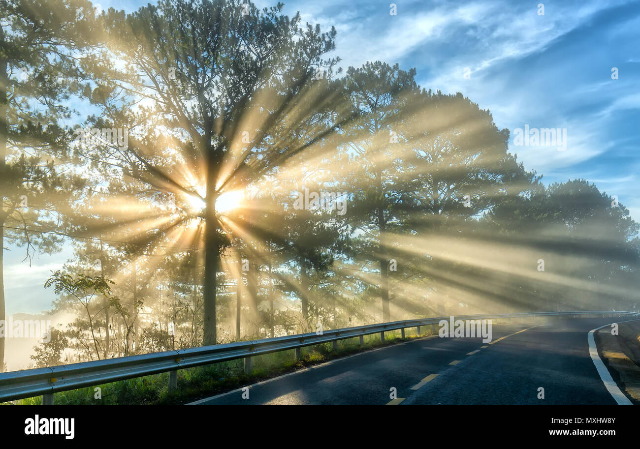 Sun rays shining down through the pine forest road foggy morning