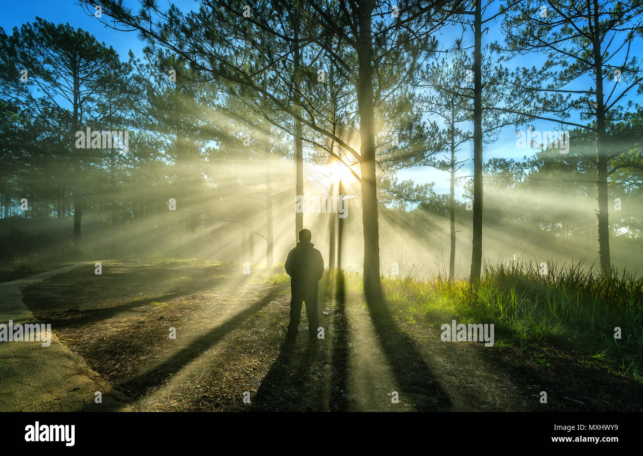 Silhouette man in the pine forest in the morning sun rays through trees. Beautiful forest with natural light from the sun and fog Stock Photo