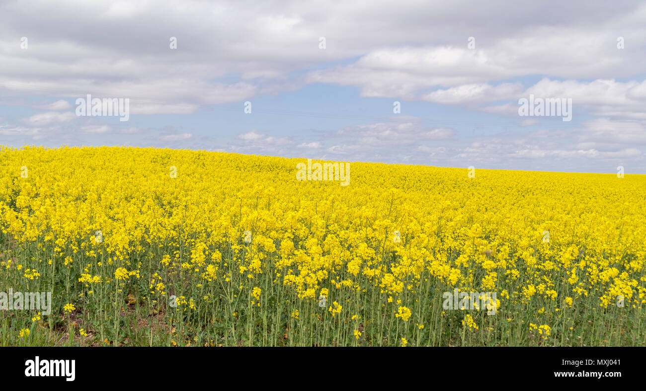 Campo con flores amarillas en Segovia. Castilla León. España Stock Photo