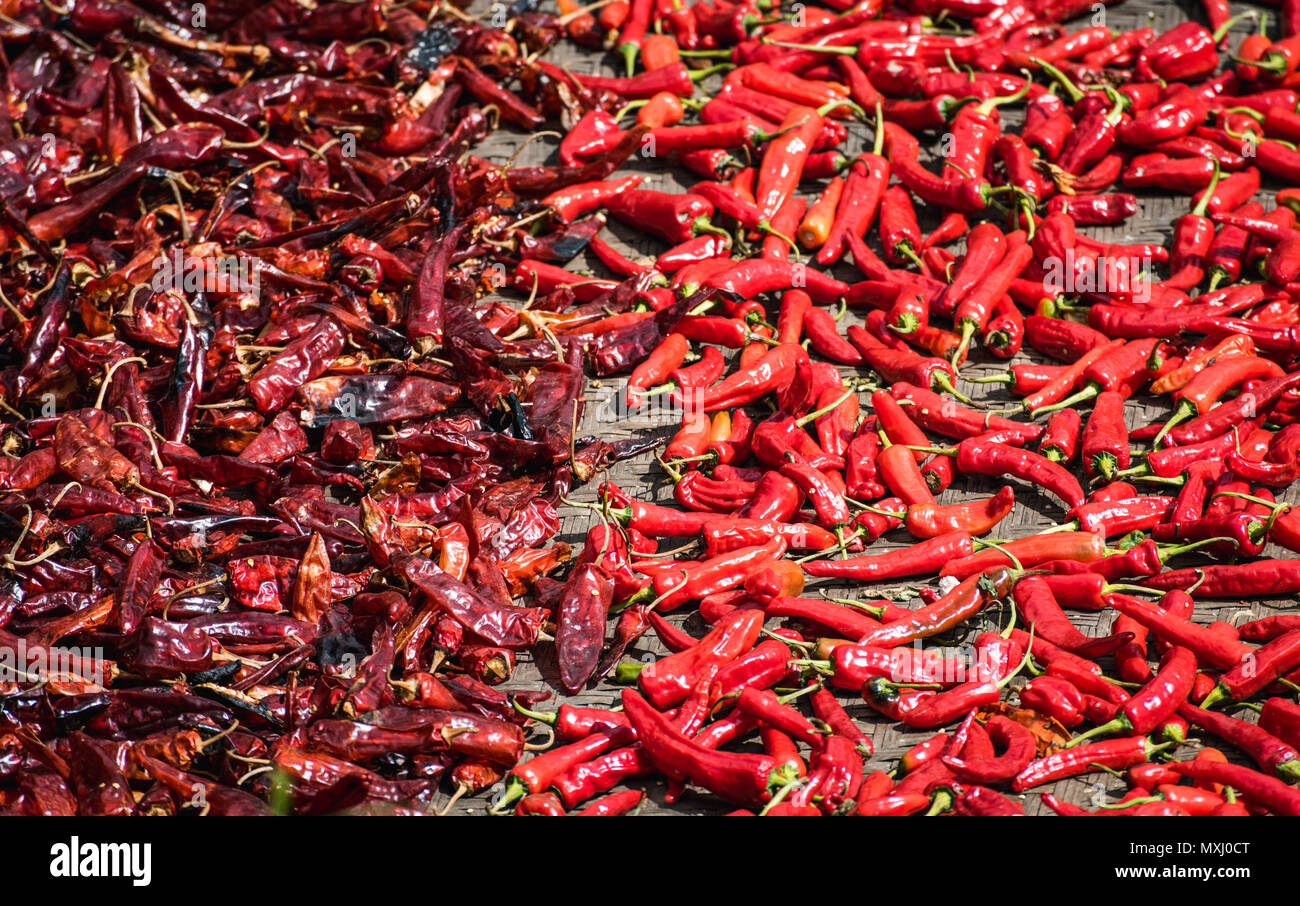 Red hot chili peppers. Background of peppers on drying at sunny bright ...