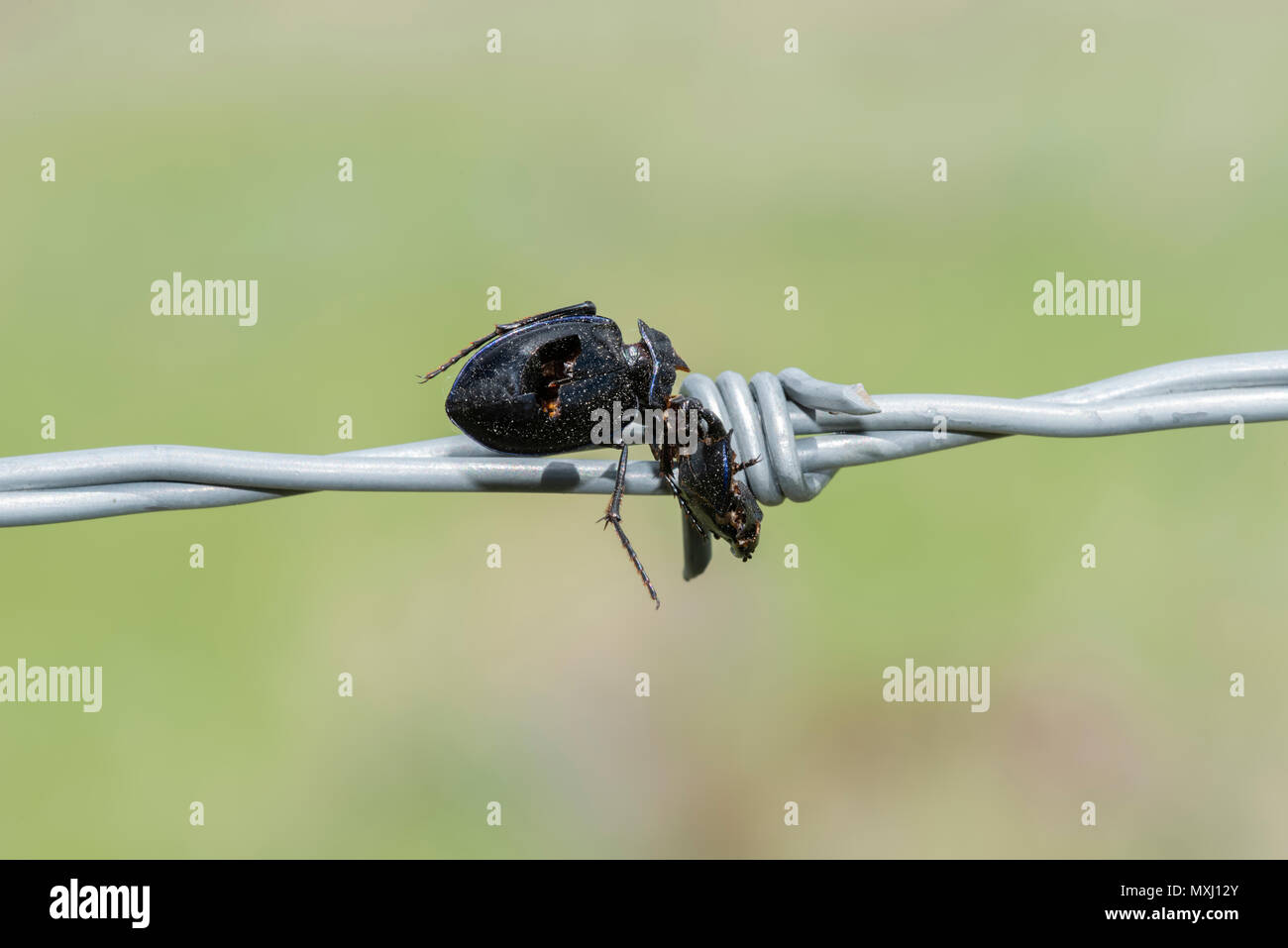 Carabid Ground Beetle (Pasimachus) Impaled on Barbed Wire by a ...