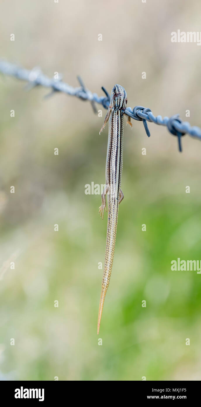 Many-lined Skink (Plestiodon multivirgatus) Impaled on Barbed Wire by a ...