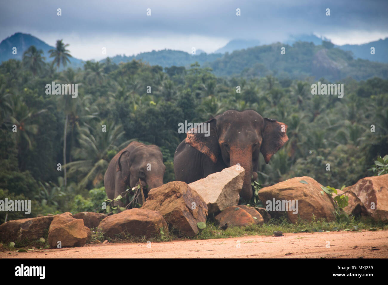 Elephants at the Pinnawala Elephant orphenage near Kandy in Sri Lanka Stock Photo