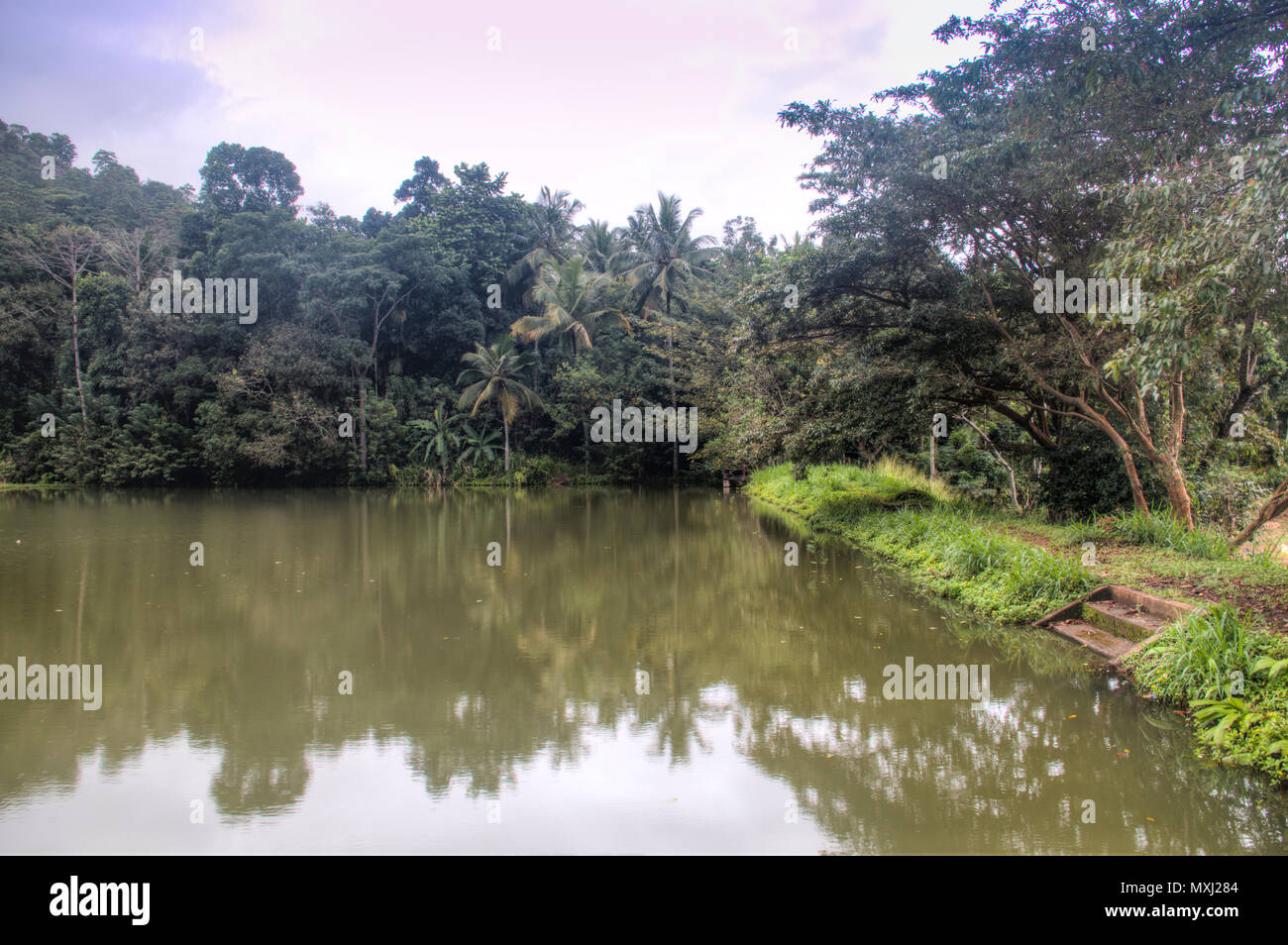 River through the jungle in Pinnawala in Sri Lanka Stock Photo