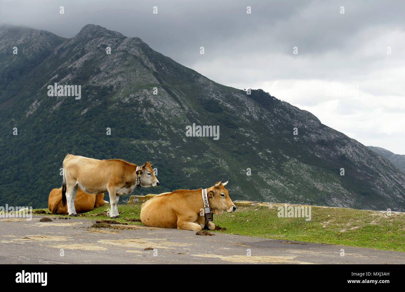 Vaca en el mirador del Pico Pienzu en Asturias. España Stock Photo