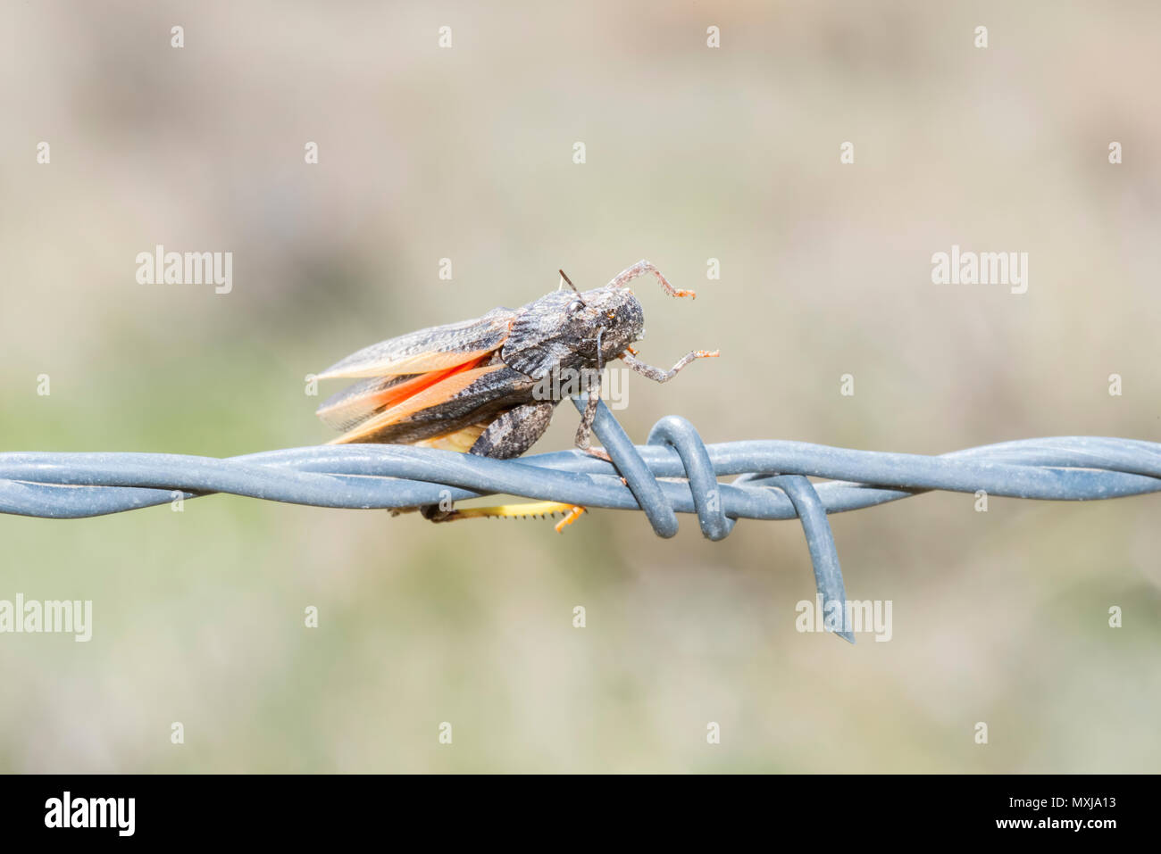 Speckle-winged Grasshopper (Arphia conspersa) Impaled on Barded Wire by a Loggerhead Shrike Stock Photo