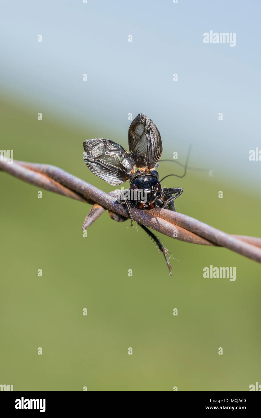 Fall Field Cricket (Gryllus pennsylvanicus) Impaled on Barbed Wire by a Loggerhead Shrike Stock Photo