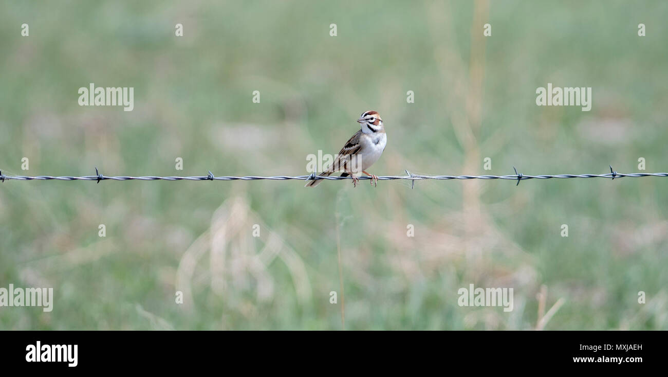 Wire Lark Lark Sparrow (Chondestes grammacus) On Barbed Wire Fence on the ...