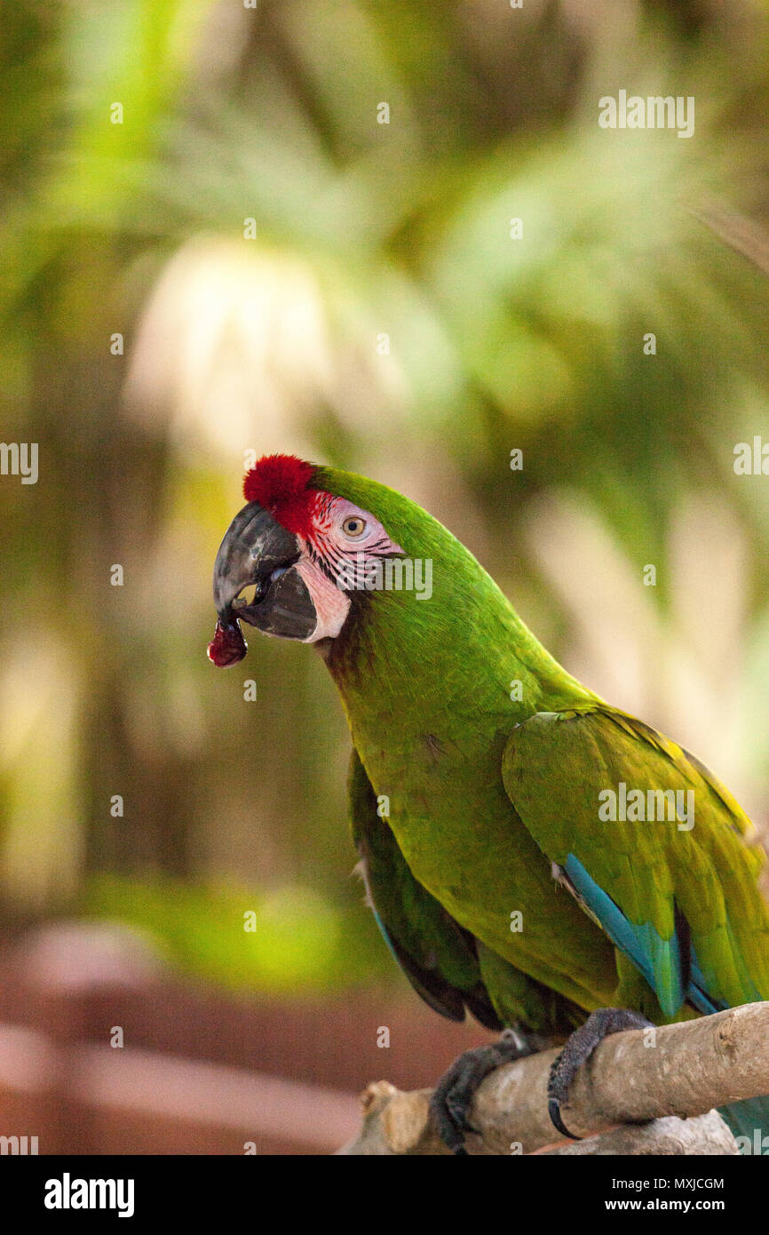 Military macaw bird Ara militaris perches in captivity in Florida Stock