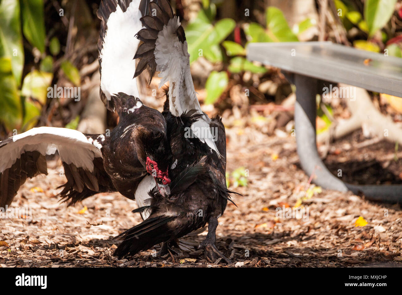 Male muscovy duck Cairina moschat birds in the middle of a dominance fight during mating season in Florida Stock Photo