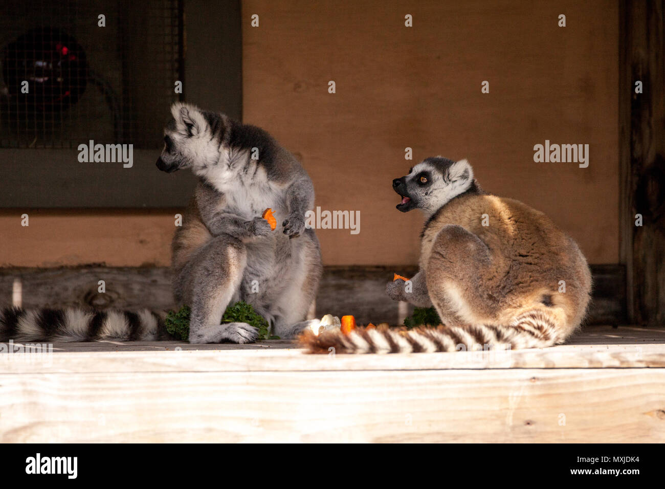 Image showcasing Ring-tailed lemur called Lemur catta relax on a hot day in a small wood ...